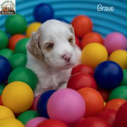 Brave - Apricot male Australian Labradoodle puppy in Cashmere, Washington from Mountain Home Doodles