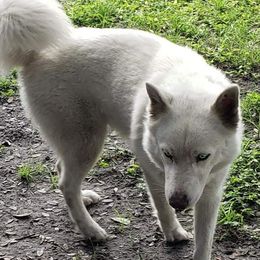 Marshmallow - Siberian Husky