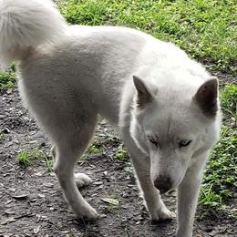 Marshmallow - Siberian Husky