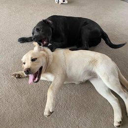 Labrador Retriever All Grown Up from Ehlers' Retrievers