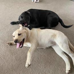 Labrador Retriever All Grown Up from Ehlers' Retrievers