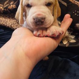 Mordecai - Lemon and white male Basset Hound puppy in Bellaire, Ohio from Blessed Bassets