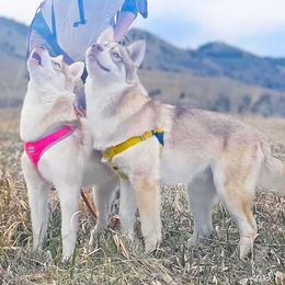 Cosmo-and-Akasha - Red and white female Siberian Husky puppy in Boulder, Colorado from Mahavidya Siberians