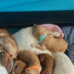 French Bulldog and Goldendoodle Puppies from Good Vibes Puppies