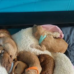 French Bulldog and Goldendoodle Puppies from Good Vibes Puppies