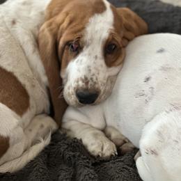 Basset Hound Puppies from Hill Top Basset Hounds & Great Pyrenees