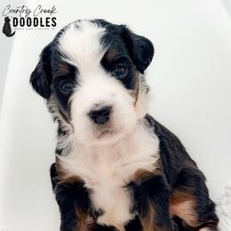 Chloe - Tri-color female Bernedoodle puppy in Tipton, Indiana from Country Creek Doodles