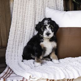 Yellow Collar Boy - Tri-color Bernedoodle puppy in Hebron, Indiana from Duneland Doodles