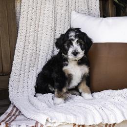 Yellow Collar Boy - Tri-color Bernedoodle puppy in Hebron, Indiana from Duneland Doodles