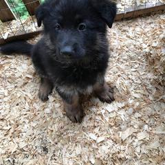 German Shepherd Puppies from Twisted D's Dog and Pony Show