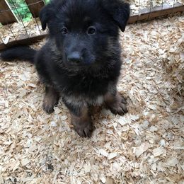 German Shepherd Puppies from Twisted D's Dog and Pony Show