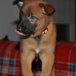 Belgian Malinois Puppies from Pyrex Kennels