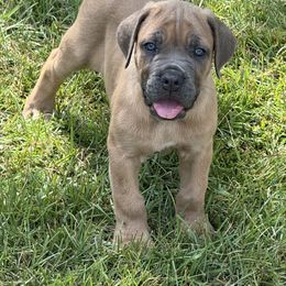 Formentino male - Gray and fawn male Cane Corso puppy in Snellville, Georgia from A Really Good Kennel