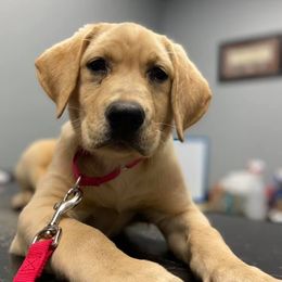 Golden Retrievers and Labrador Retrievers from Pilot Dogs
