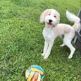 Saylor - Goldendoodle