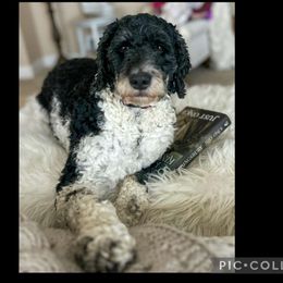 Daisy - Australian Labradoodle