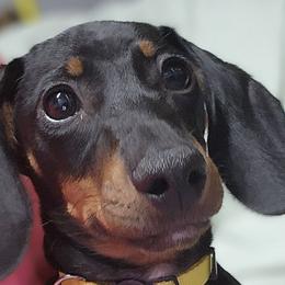 Dachshunds from Shar’s Precious Mini’s