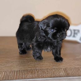 Abby AKC Champion Bloodline - Black Shih Tzu puppy in Kings Mountain, North Carolina from Britany's Shih Tzus