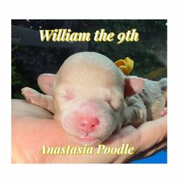 William - Cream male Poodle puppy in Oceanside, New York from Anastasia Poodles three four seven seven five four two three four five