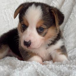 Pickle - Black and tan male Pembroke Welsh Corgi puppy in Beggs, Oklahoma from Blue Diamond Corgi’s