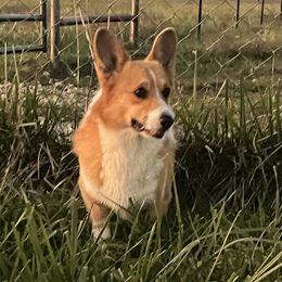 Pete - Pembroke Welsh Corgi