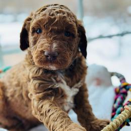 Smooch - Red male Bernedoodle puppy in Sherman, Illinois from Shirl Doodle Life