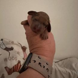 Clover - Dapple male Dachshund puppy in Pinellas Park, Florida from Chait Miniature Dachshunds