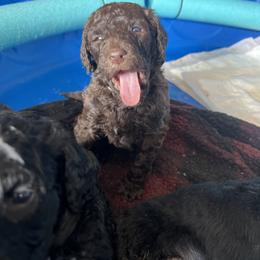 Bernedoodle Puppies from Krissy's Bernedoodles