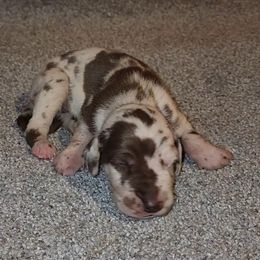 Lincoln - Harlequin male Great Dane puppy in Walker, Louisiana from La Rebel Danes