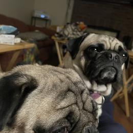 Pug puppies from Wratchford Farms