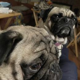 Pug puppies from Wratchford Farms