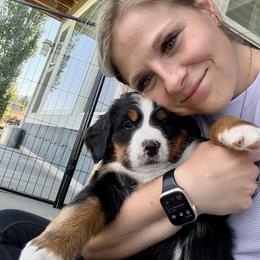 Bernese Mountain Dog Puppies from Cocos Puppy Tales