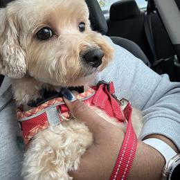 Maltipoo All Grown Up from Tiffany Akins