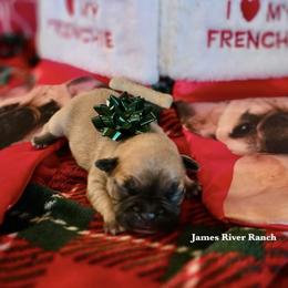 French Bulldog Puppies from Kimberly brokaw