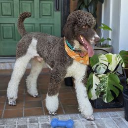 Cabrita - Poodle