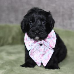 Staples - Black female Australian Labradoodle puppy in Calhoun, Louisiana from Arrowhead Australian Labradoodles