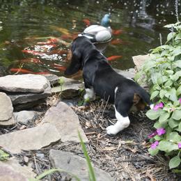 Ella Rose - Black brown and white female Basset Hound puppy in Middle Ga 1.5 Hrs From Atlanta, Georgia from Mountain Ridge Basset Hounds