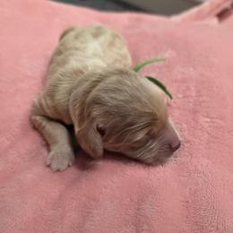 Liberty - Cream female Goldendoodle puppy in Summerfield, North Carolina from Lila's Teddybear Goldendoodles