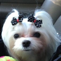 Maltese Puppies from Shari Suleman