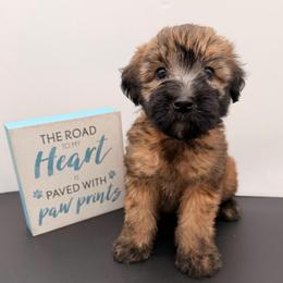 Lavender - Wheaten female Soft Coated Wheaten Terrier puppy in Grand Prairie, Texas from Wonderful Wheatens