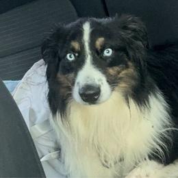 Ray ray - Miniature Australian Shepherd