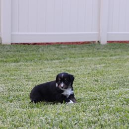 Miniature Australian Shepherd Puppies from Rolling Waves Mini Aussie