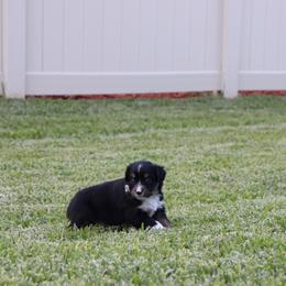 Miniature Australian Shepherd Puppies from Rolling Waves Mini Aussie