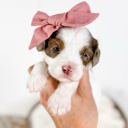 Sparrow - pink collar girl - Brown female Cavapoo puppy in Melbourne, Florida from Space Coast Doodle Co.