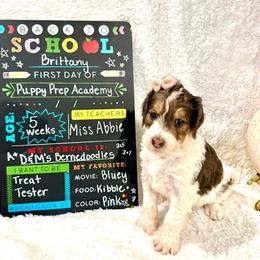 Brittany - female Golden Mountain Doodle puppy in Victoria, Texas from Deidre's Doodles