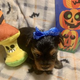 Susie-Q - Black and tan female Yorkshire Terrier puppy in Paris, Tennessee from Nolan’s Yorkie Farm