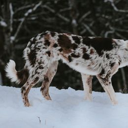 Border Collie All Grown Up from M&D Border Collies