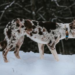 Border Collie All Grown Up from M&D Border Collies