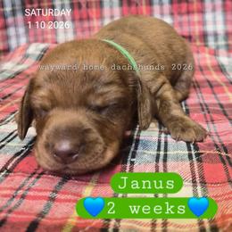 Janus - Brindle male Dachshund puppy in Harrodsburg, Kentucky from Wayward Home Dachshunds