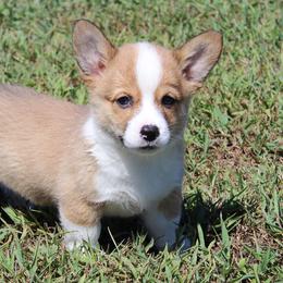 Nova - Pembroke Welsh Corgi puppy from Fire Sweep Ranch